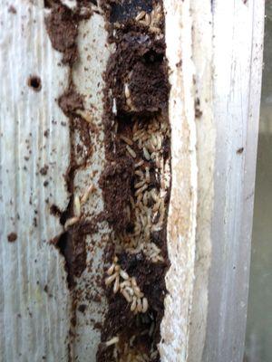 Subterranean termites