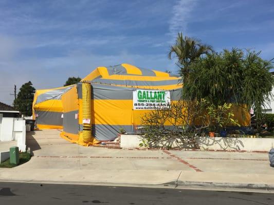 Fumigation in Newport Beach