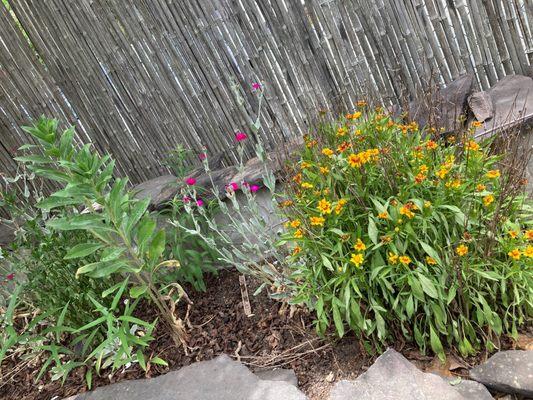 Gorgeous plants and flowers