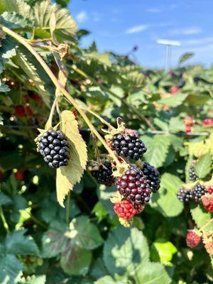 Agriberry Farm & CSA 