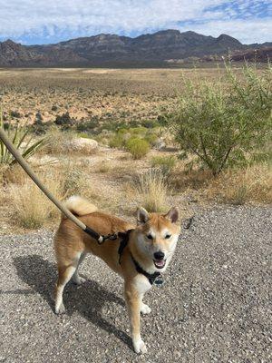 Kimchi, my shiba inu who is a regular at this vet.