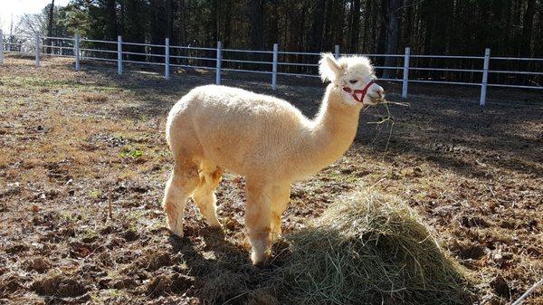 Alpacas....is there anything else to say?