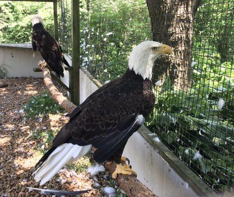 Treehouse Wildlife Center