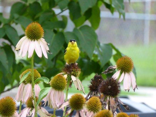 Using our newly repaired LUMIX ZS50, goldfinch, taken while sitting on our front porch about 20 yards away in Washington, DC.