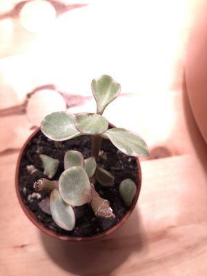 Variegated elephant bush with root rot