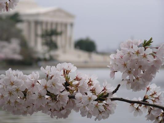 Cherry Blossoms on the Tidal Basin with the Jefferson Memorial in the background