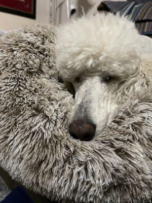 Fluffy poodle