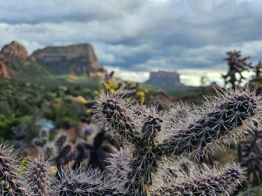 Cacti