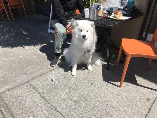 Dexter visits 310's Outdoor Patio recently. What a wonderful way to spend a Sunday afternoon and after a brisk walk? See you soon at The 310