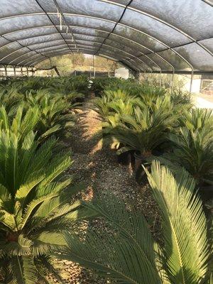 Cycas revoluta "Sago Palms"