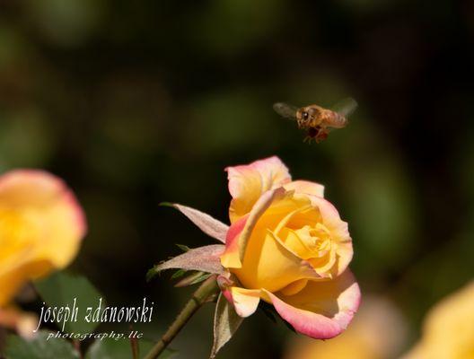 Bee is a buzzing around the flowers.  I caught her in midair.  Glad she didn't see me I might have gotten stung.