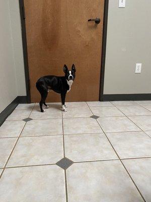 Scout at the Vet