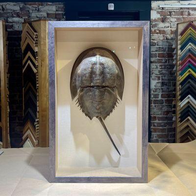 we frame all kinds of objects, like this horseshoe crab