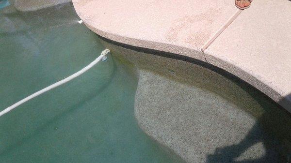 Algae for months with nothing done about it by H2O pool cleaning.  I guess they think this looks ok