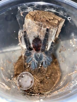 Got this pink toed tarantula yesterday and is in good shape. Hoping it's a girl.