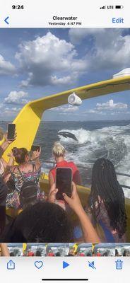 Dolphins playing in the wake off the back of the boat!