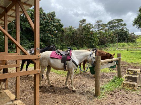 beautiful, well-trained horses