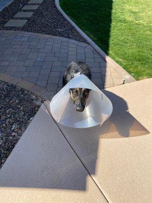 Echo the cone dog.