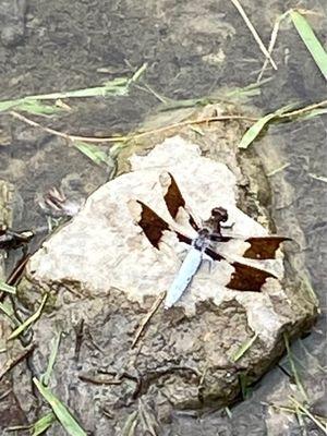 Look at this cool dragonfly.... How pretty!