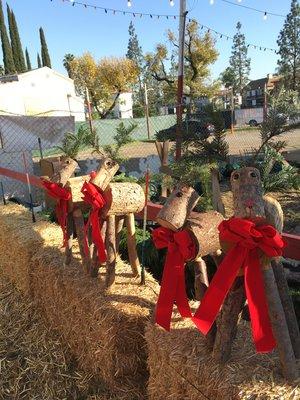 Our reindeer wait to go to their new homes ...