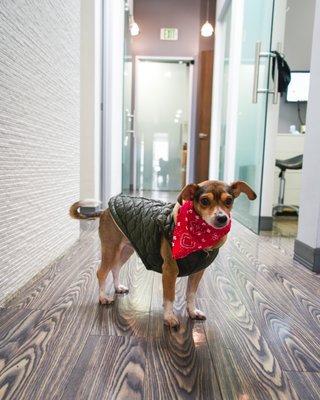 Boss dog is ready for Christmas!