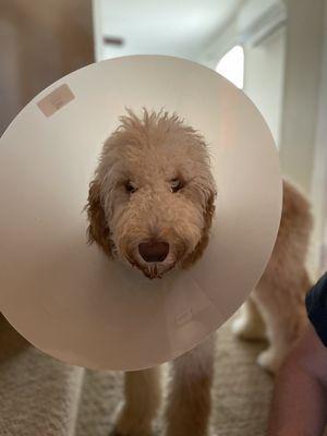 The cone of shame