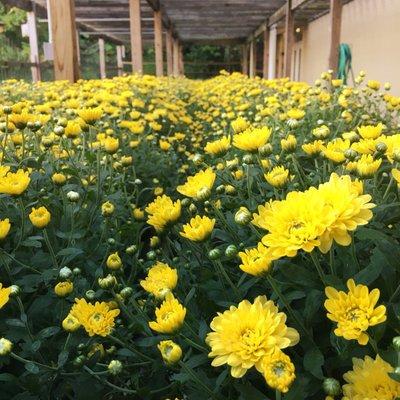 Beautiful fall mums!