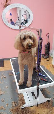 Beautiful golden doodle grooming!