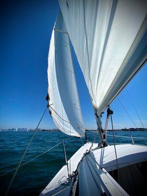 Harbor Sailboats