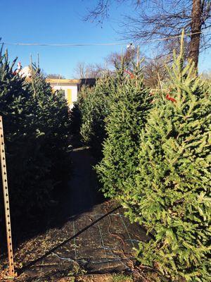 Great selection and great prices! 8ft+ tree for $90 (with tax) 5-7ft trees were $60-$70.