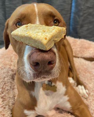 Sammy with a plain Pup Scone.