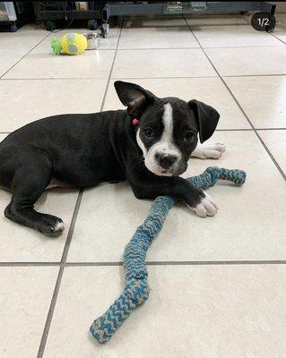 Boarding services- puppy play time