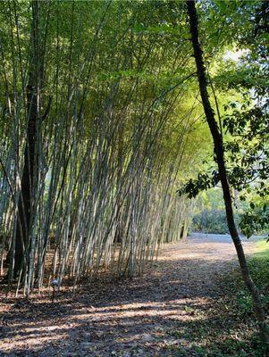 The Bamboo Forest....my favorite part!  Peaceful, serene....bliss.