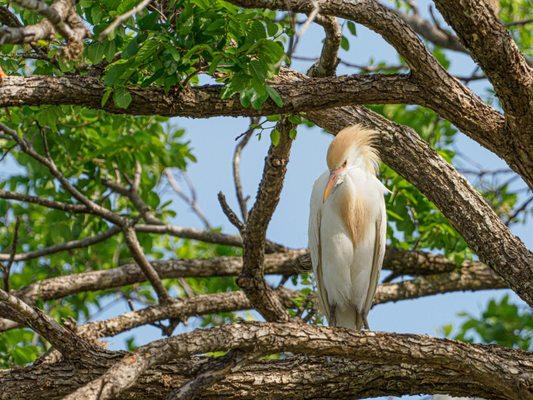 Cattle egrets gather in early April