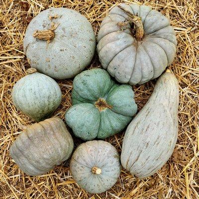 Great selection of winter squashes