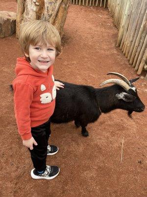 Petting goats