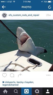 A shark we caught with angler charters