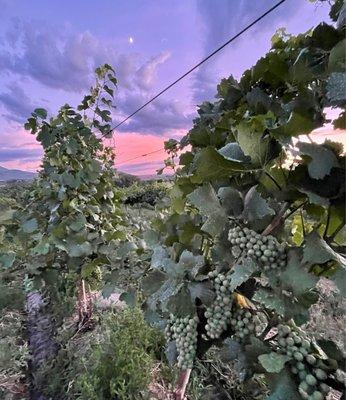 Vineyard at sunset