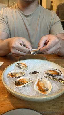 Oysters