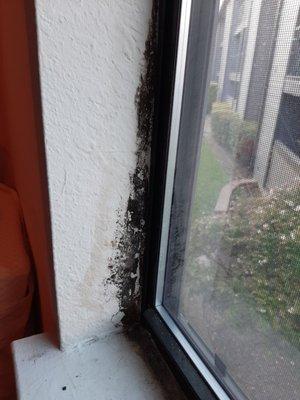 Black mold in bedroom window