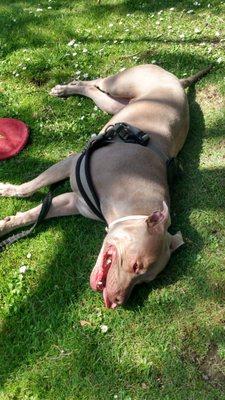 Princess Maya catching her breath in Golden Gate Gate park