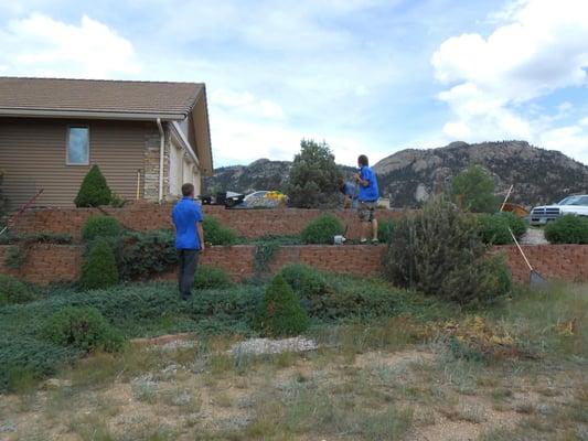 Planting trees in Estes Park.