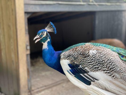 Peacock trying to say something - Plantation's animal sanctuary