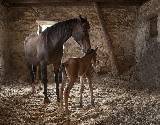 Stone Barn Colt