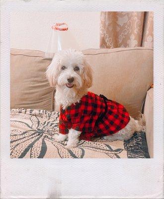 Photo of my dog with her holiday dress from Petsmart.