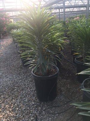 Pachypodium lamerei "Madagascar Palm"