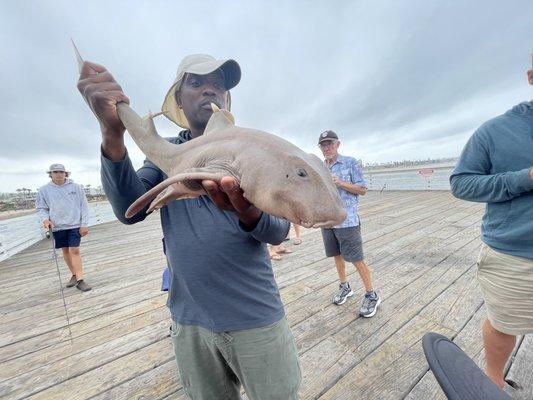 California Horn Shark