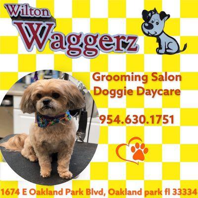 Grooming and Daycare