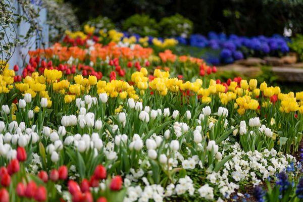 The season of vibrant new life is celebrated with thousands of colorful blooms each year at the Spring Flower Show. Photo © Paul g. Weigman