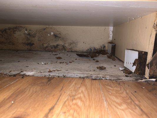 Black mold